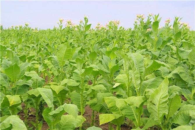 烟草终端客户和普通客户的区别