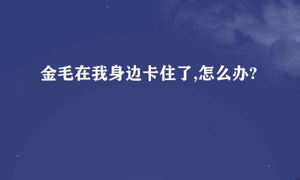 金毛在我身边卡住了,怎么办?