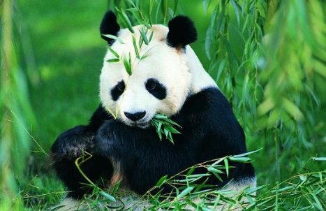 熊猫只有中国才有的吗?