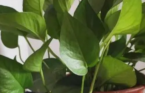 绿萝为什么叫鬼花