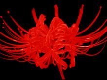 这是什么植物？