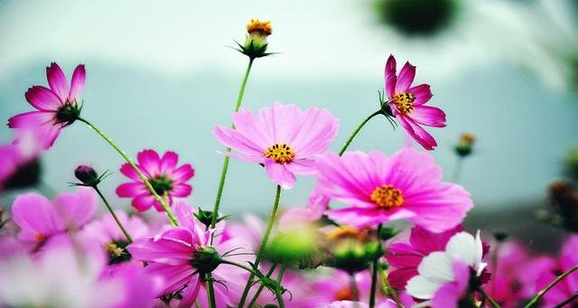 人见人爱花见花开下一句是什么？