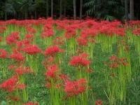 这是什么植物？