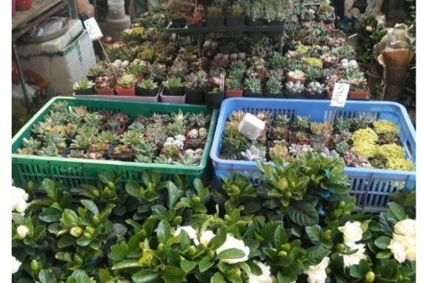 十里河花鸟鱼虫市场营业时间什么时候?