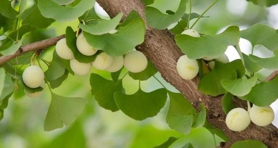 银杏属于什么种类水果