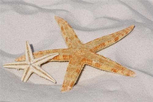 青岛海星数量终于大幅减少，但收购价却持续上涨，这是什么原因？