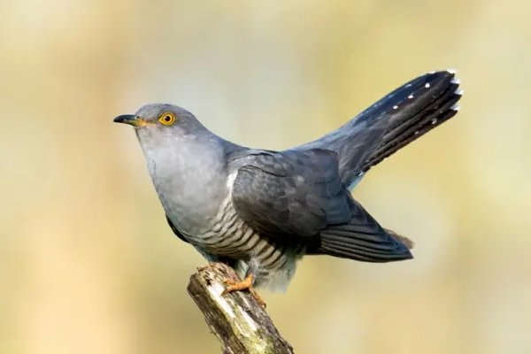 哪些鸟是益鸟？