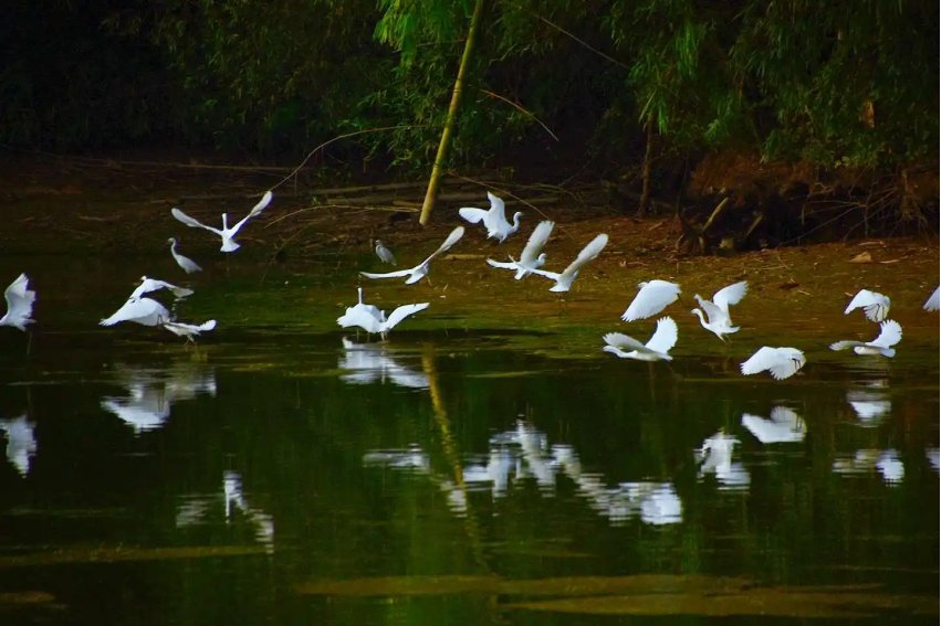 绝句杜甫江碧鸟逾白全诗诗意