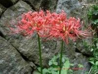 这是什么植物？