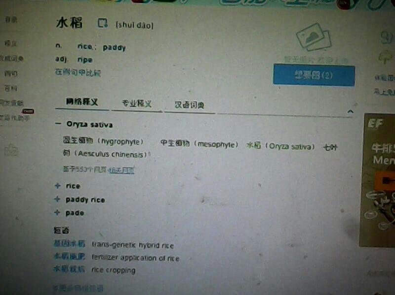 “水稻”的英文