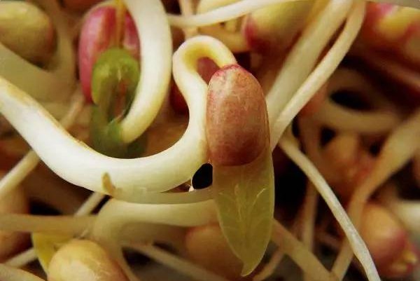 绿豆发芽的过程五天图
