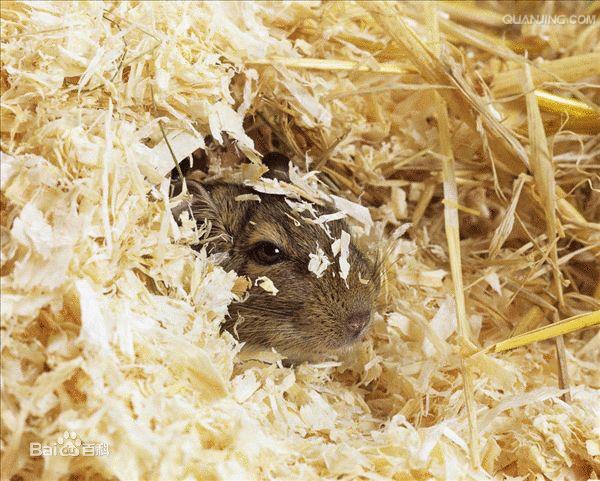 八齿鼠的名称来历