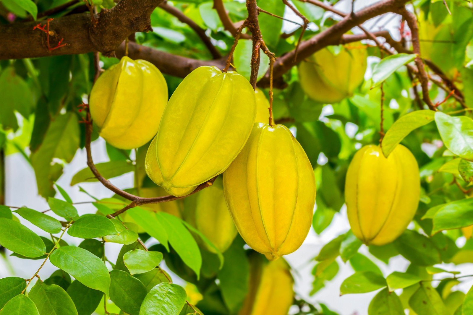 carambola怎么读