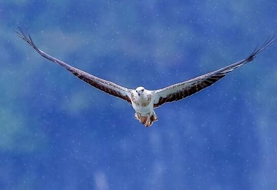 鲲鹏九万里是什么意思