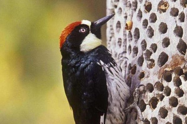 哪些鸟是益鸟？