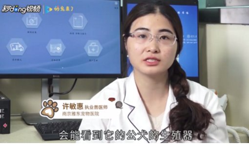小狗狗生殖器怎么看啊?