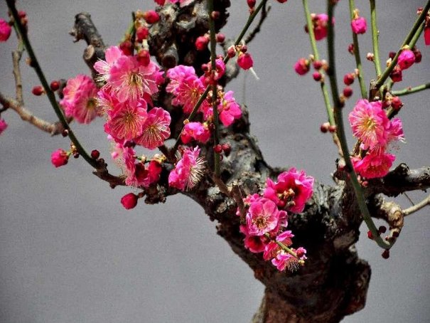 什么是梅花？