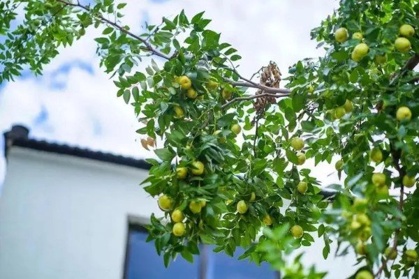 庭前八月梨枣熟,一日上树能千回说的是那位唐代诗人