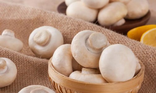 口蘑中的口字源于啥