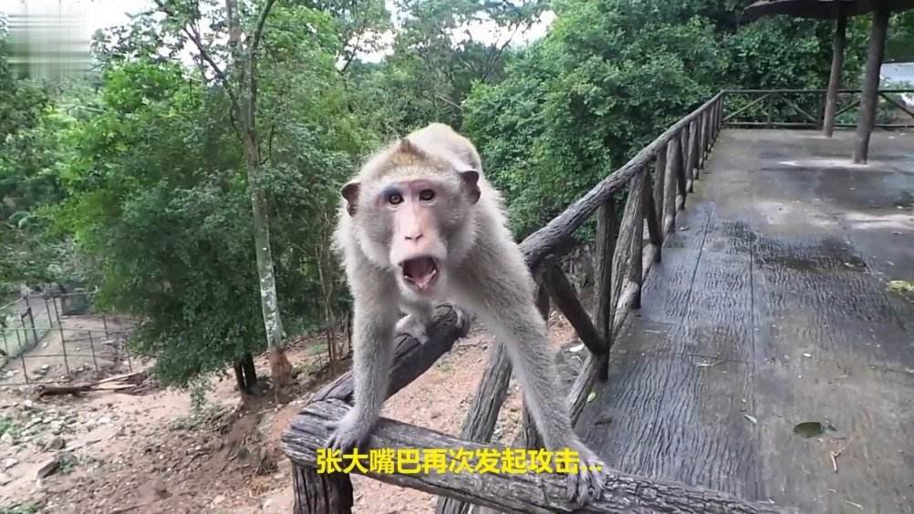 野猴抓伤多人，当地诱捕未果，人类对野生动物的保护是不是过了呢？