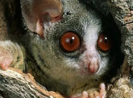 中国允许居民在家养宠物婴猴吗？