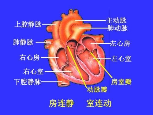 医学上心脏代号LV LA RV RA LVPW IVS AO MPA LPA RPA PVA MVEF各代标什么意思？