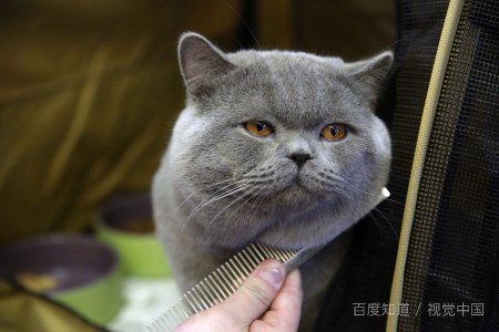 宠物猫价格是多少？