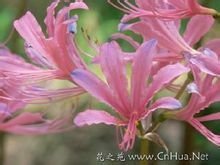 这是什么植物？