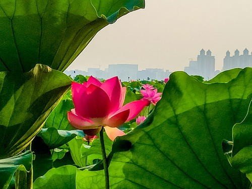 我国古代人民创造24节气歌其中夏季的节气有什么