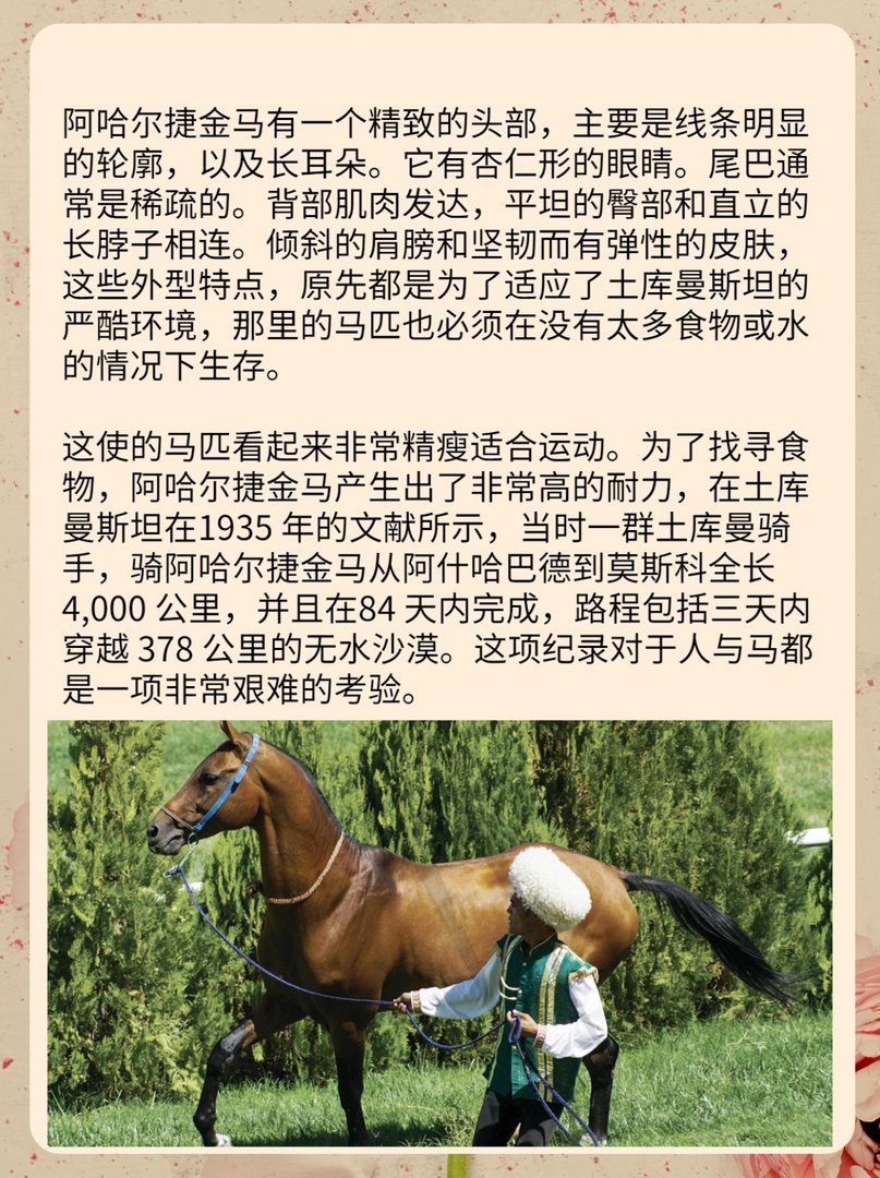 现代的千里马阿哈尔捷金马，是最值钱的马
