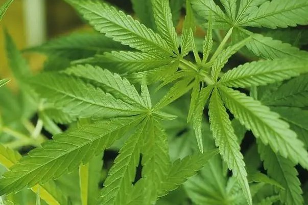 合成大嘛素类物质是
