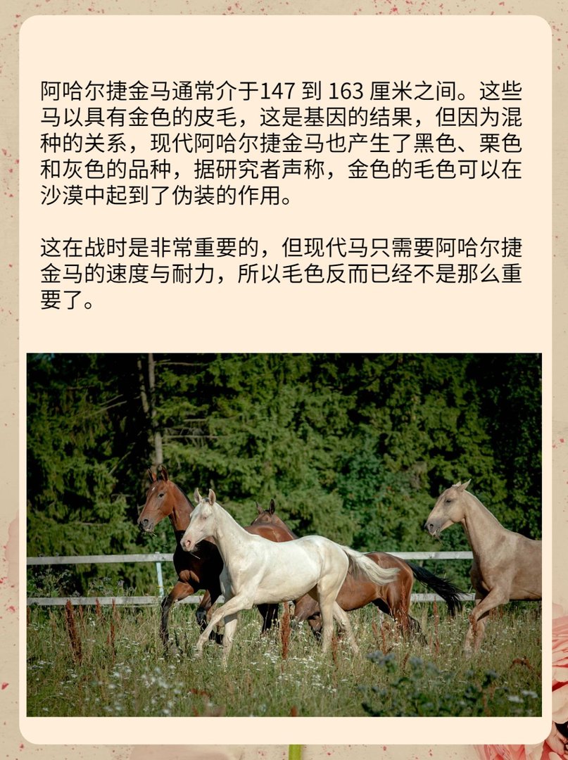 现代的千里马阿哈尔捷金马，是最值钱的马