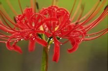 这是什么植物？