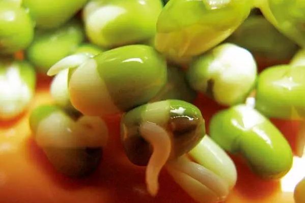 绿豆发芽的过程五天图