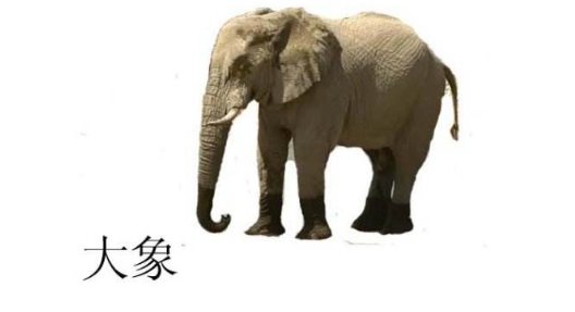 大象英文怎么读音