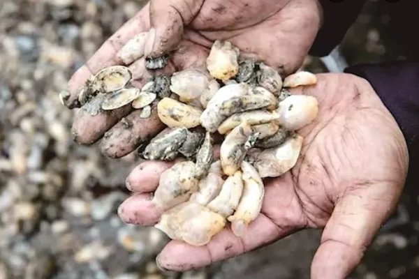 白泥蚂百度百科