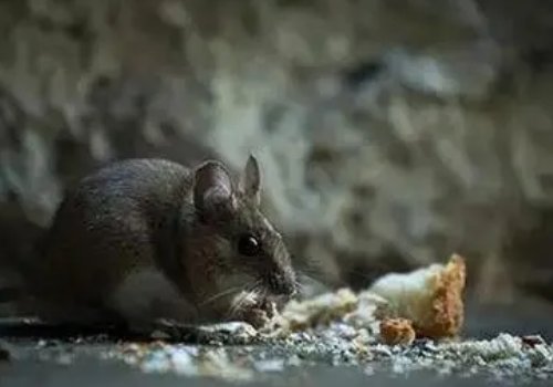 可怕！近4年全国确诊11例，鼠疫如何防范？治疗有效吗？
