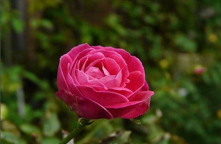 百花之王，花中君子，花中皇后，花中珍品，群花之魁，水中芙蓉，花中西施，黄金花卉。分别是指哪些花