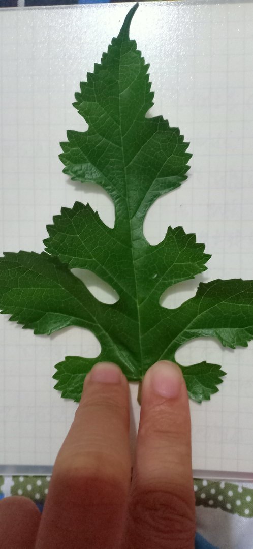 野桑树和桑树有什么区别