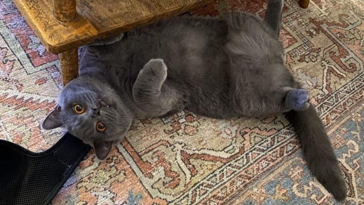 fip是猫的什么疾病