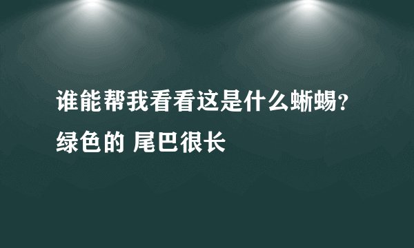 谁能帮我看看这是什么蜥蜴？绿色的 尾巴很长