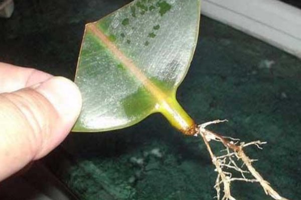 72种插法教学视频