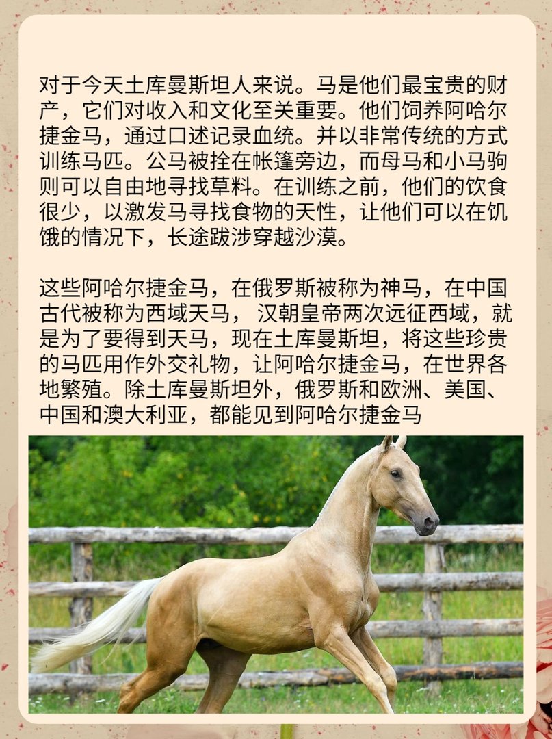 现代的千里马阿哈尔捷金马，是最值钱的马