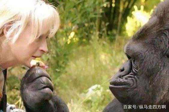 大猩猩是否能和人类结合？女科学为试验“献身”，后来怎样了？