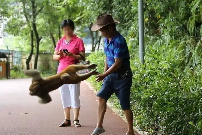 野猴抓伤多人，当地诱捕未果，人类对野生动物的保护是不是过了呢？