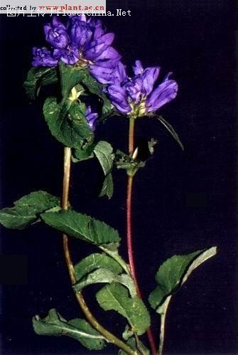 丛生风铃草的生长习性