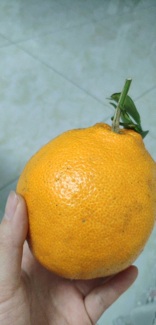 足球的足词语有哪些？