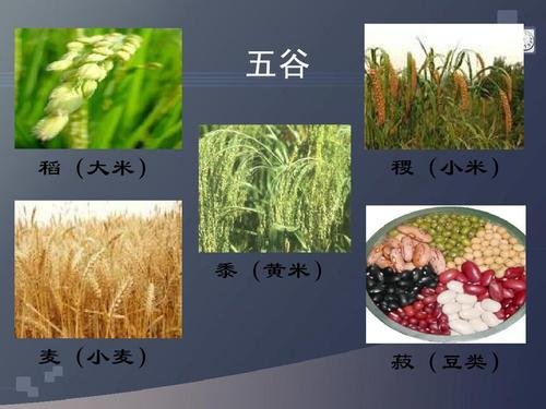 五谷稻麦黍菽稷读音是什么?