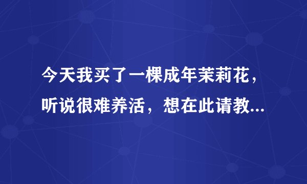 今天我买了一棵成年茉莉花，听说很难养活，想在此请教一下，该怎么养。注意些什么？