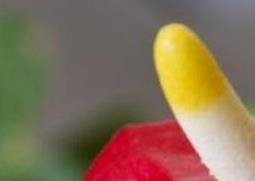 安祖花怎么养 安祖花的养殖方法和注意事项
